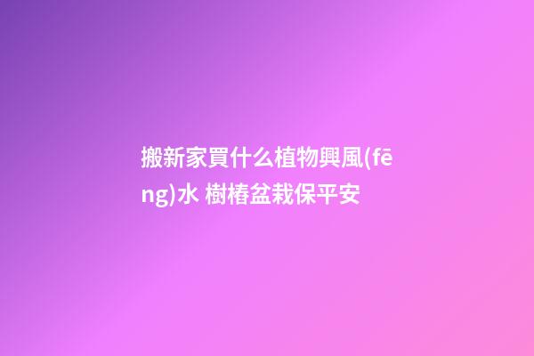 搬新家買什么植物興風(fēng)水 樹樁盆栽保平安